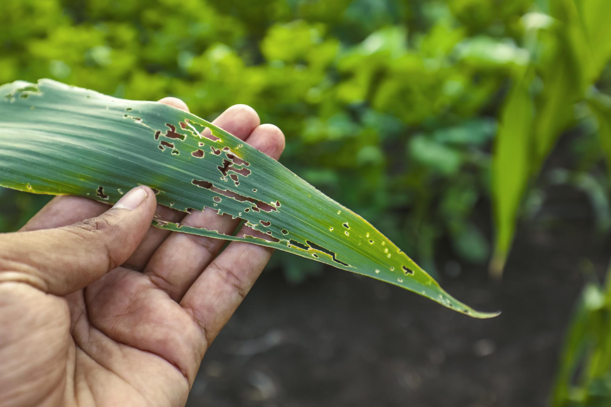 Common Crop Pests & Why You Should Take Action if You See One