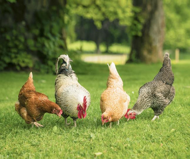 Will Backyard Chickens Help Control Bugs Outside?