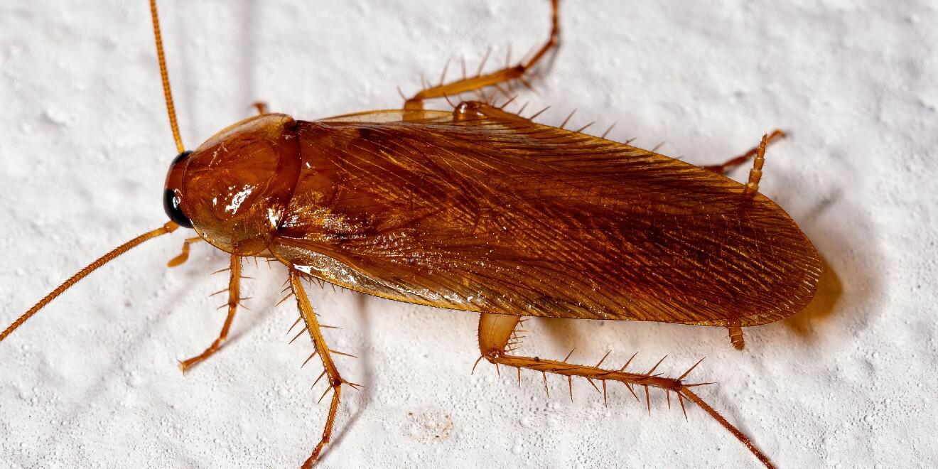 What Is a Wood Roach?
